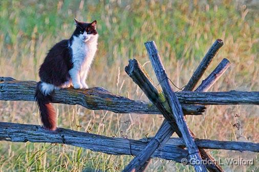 Cat On A Split Rail Fence_27425.jpg - Photographed near Jasper, Ontario, Canada.